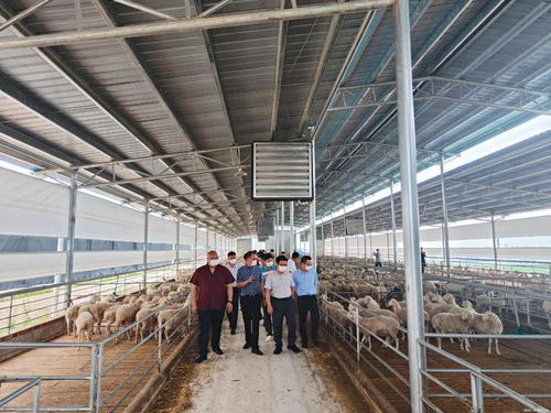 宾阳县领导考察粤桂协作农业产业示范园