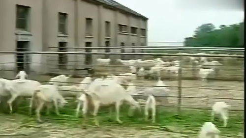 农村肉羊养殖技术 羊病防治,养羊舍建设技术